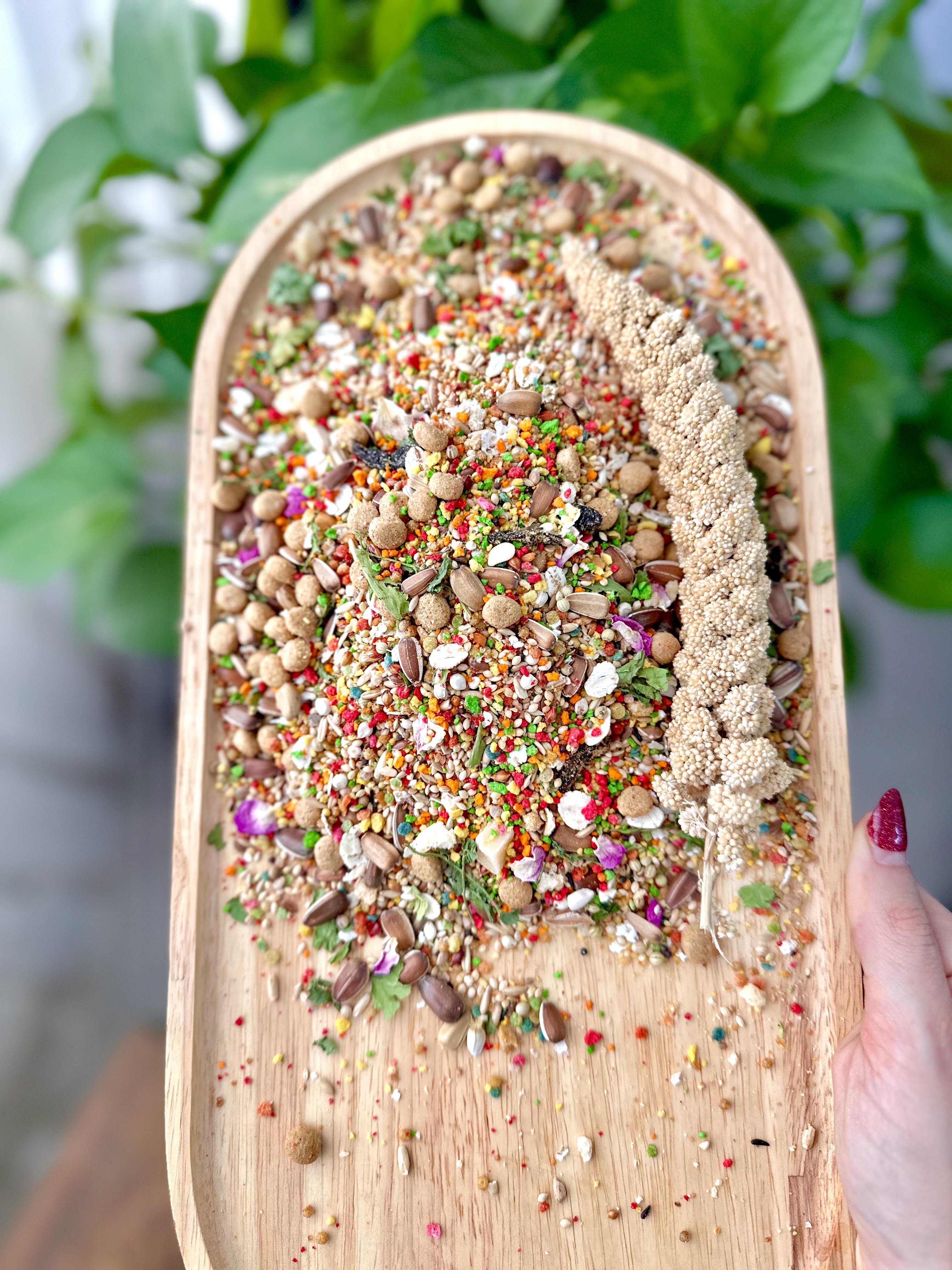 دان مخصوص طوطی متوسط و بزرگ جثه (شاه طوطی٫کاسکو و..)